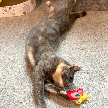 Cat playing with a ball