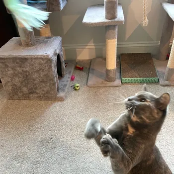 Cat playing with other cats
