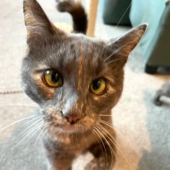 Cat enjoying a treat