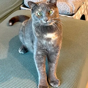 Cat playing in leaves