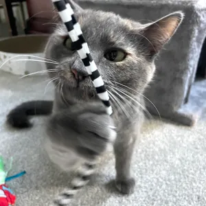 Another satisfied cat customer of Kate the Cat Sitter, LLC