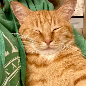 Cat peeking out from under a blanket