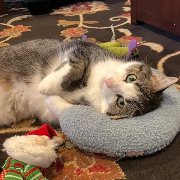 Cat playing with a toy