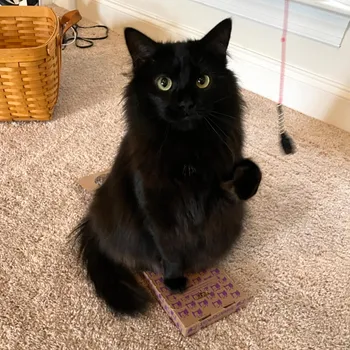 Cat napping in a cozy spot