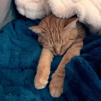 Cat exploring a new environment