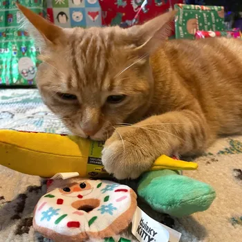 Cat enjoying a sunny day