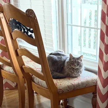 Cat playing with a feather toy