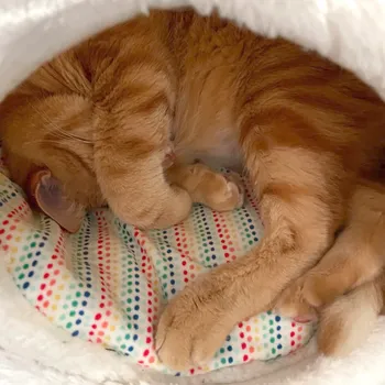 Cat climbing a scratching post