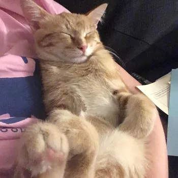 Cat playing with other cats