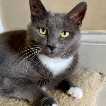 Cat playing with yarn