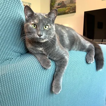 Cat perched on a windowsill